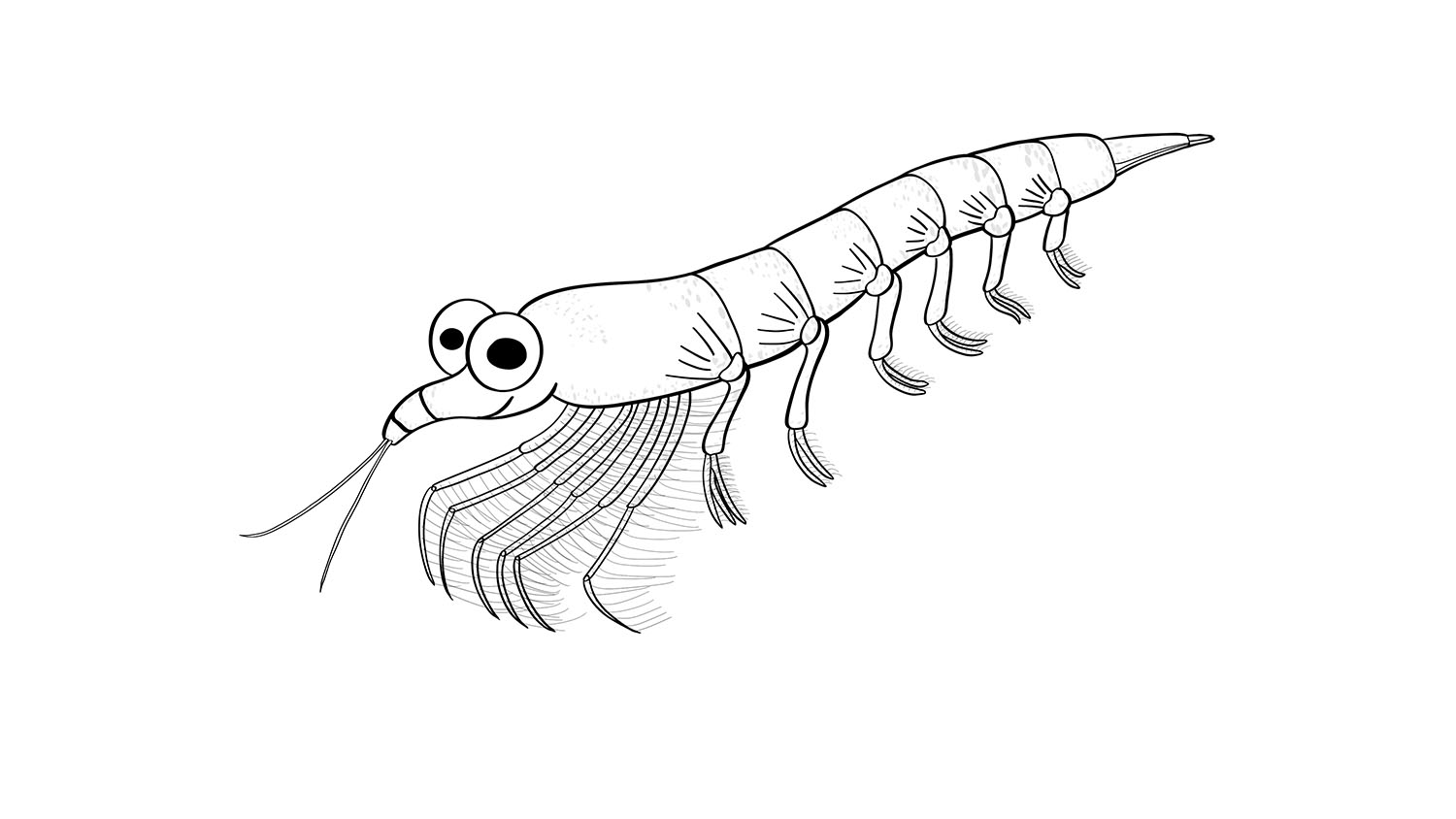 100. Kril / Krill