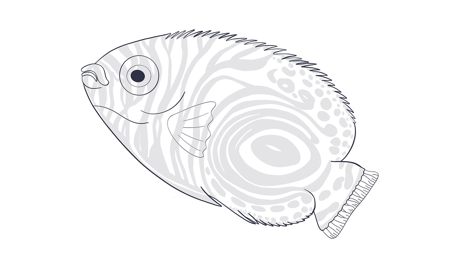 103. Ángel emperador / Emperor angelfish