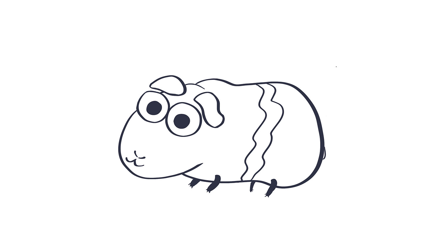 34. Cuy / Guinea pig