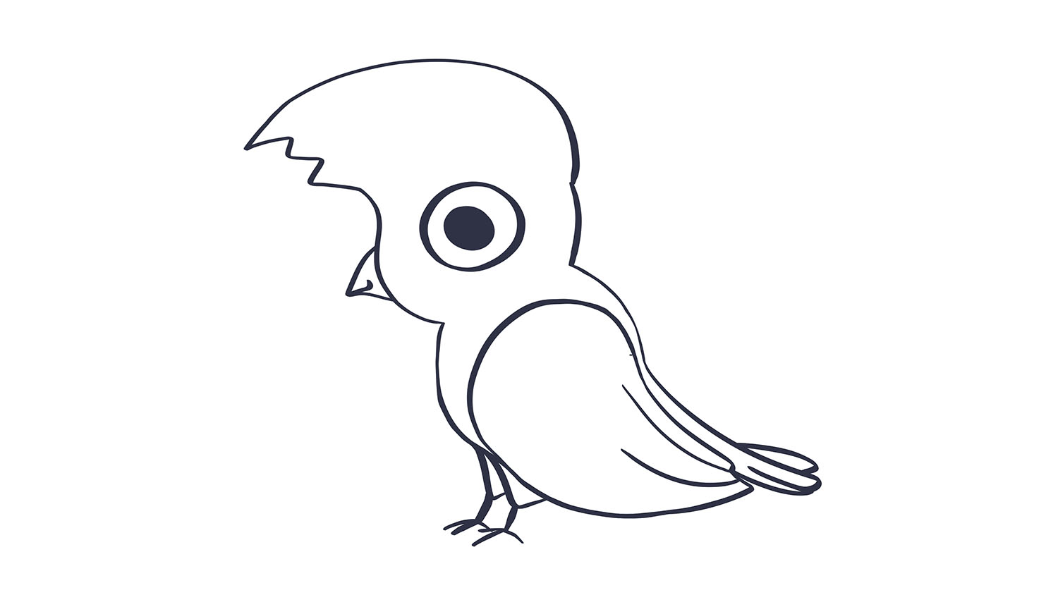 39. Gallito de las rocas / Andean cock-of-the-rock