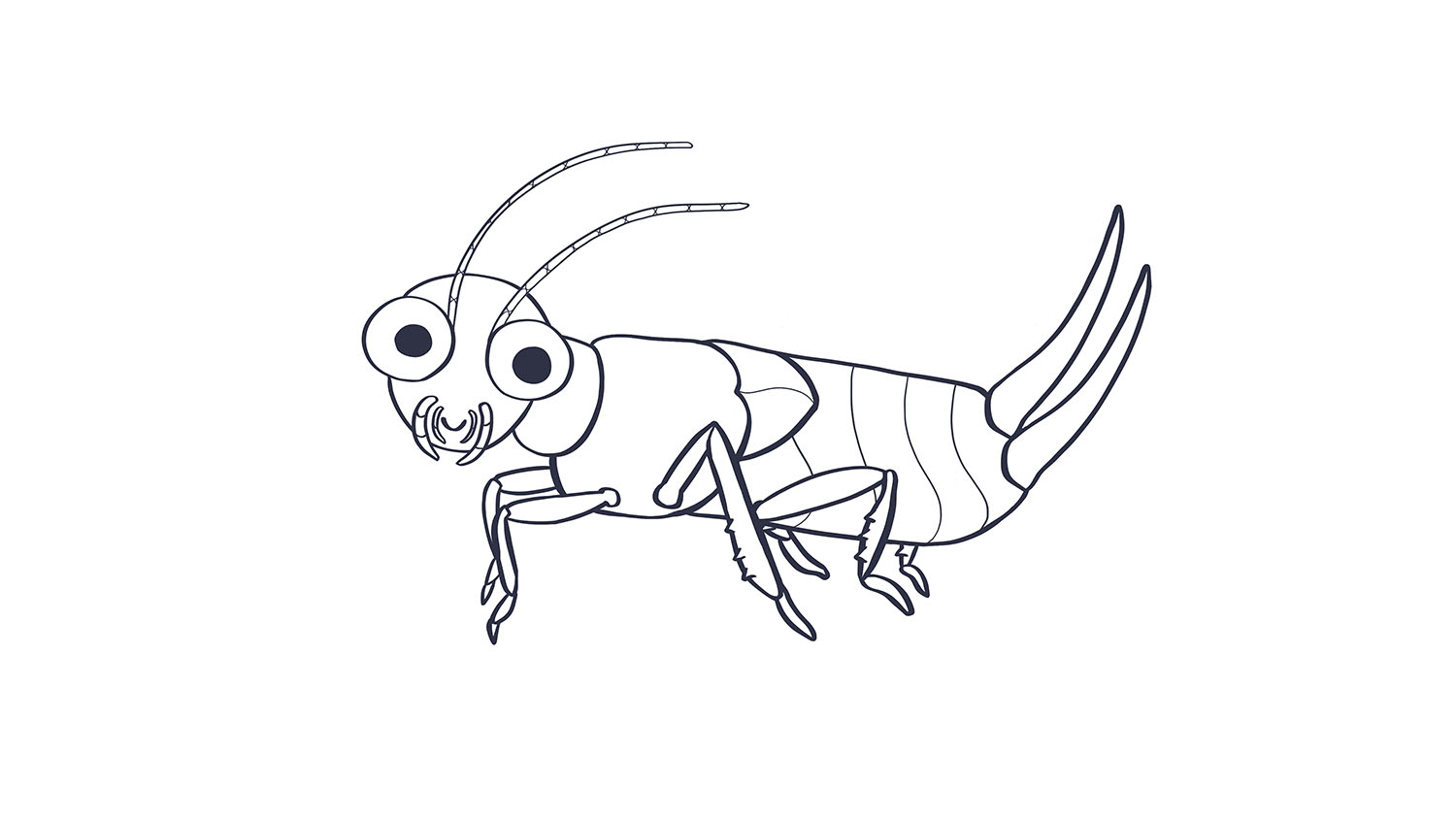 88. Tijereta / Earwig